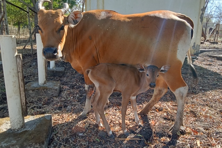 Kabar Gembira, Satu Anak Banteng Jantan Lahir di Taman Nasional Baluran