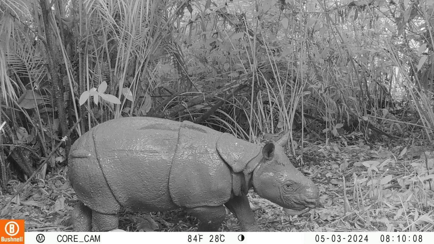 Badak Jawa Kembali Lahir di Taman Nasional Ujung Kulon