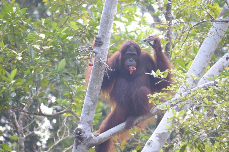 Kola Orangutan Hasil Repatriasi dari Thailand dan Dua Orangutan Lainnya Dilepasliarkan Di Hutan Lindung Gunung Batu Mesangat, Kalimantan Timur