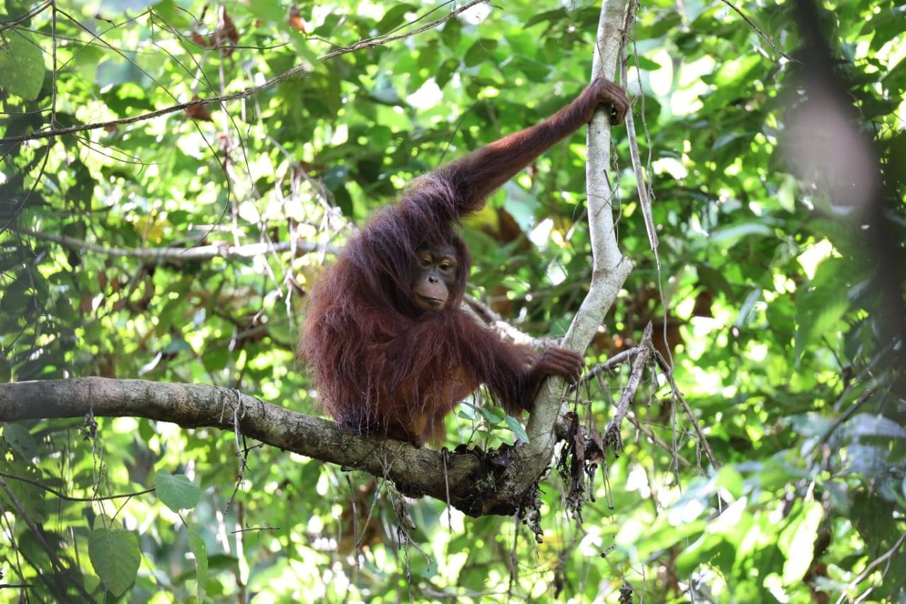 Empat Orangutan Berhasil Dilepasliarkan di Kalimantan Timur