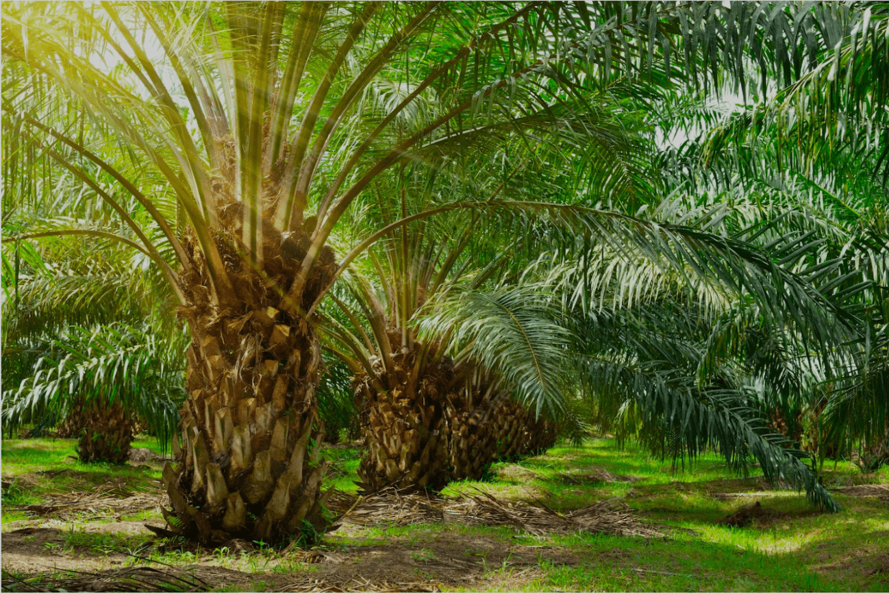 Sawit Bukan Tanaman Hutan